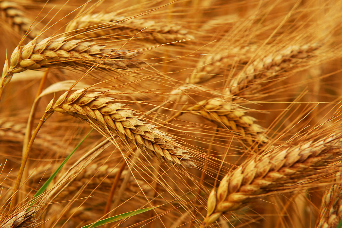 Alagöz Tarım Buğday